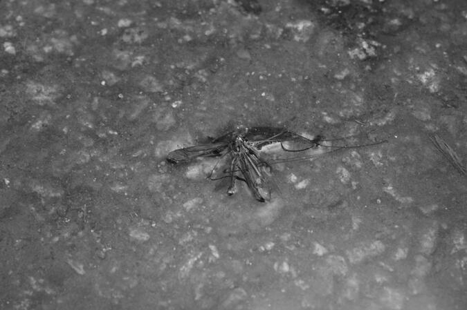 Bonjour et au revoir